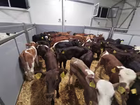 Vaca, Simmental cattle — foto 4