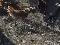 Падована — фото 5