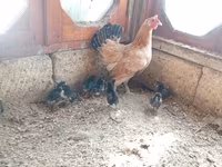Chickens — photo 5