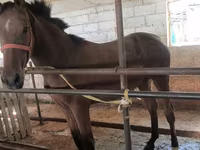 母马, Thoroughbred horse — 照片 3