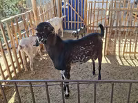 Keçi, Beetal goats — foto 6