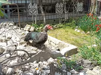 Ducks — Foto 8