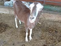 Коза, LaMancha goats — фото 2