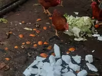 Chickens — الصورة 1