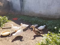 Alman Pekin — foto 3