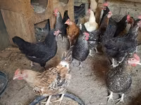 Chickens — photo 1