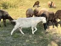 母山羊, Nubian Goat — 照片 3