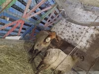 Sheep (batch, sex not specified), Sheep — photo 3