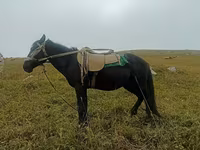Caballo, Caballos — foto 3