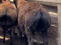 Qoç, Arashan sheep — foto 3