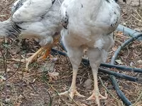 Chickens — फ़ोटो 5