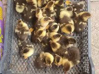 Ducks — photo 3