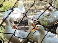 Geese — الصورة 8