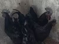 Ayam Cemani — Foto 2