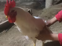 Chickens — الصورة 2