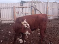 بقرة, Latvian Blue cattle — الصورة 3