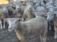 Qoyun, Ile-de-France sheep — foto 1