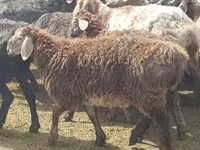 Ovce, Edilbay sheep — foto 2
