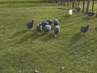 Turkeys — foto 5