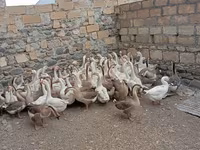 Geese — 照片 3