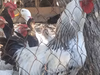 American Pekin — photo 2