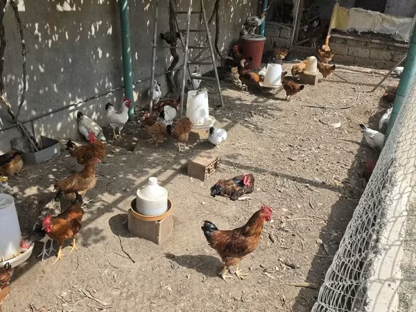 Chickens — Azərbaycan