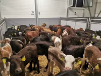 Vaca, Ganado vacuno — foto 7