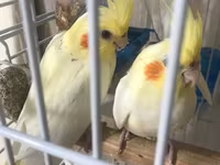 Qəfəs korella — photo 3