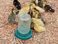 Ducks — photo 5