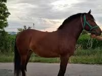 Klisna, Koně — foto 2