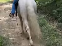At, Kentucky mountain daddle horse — foto 2