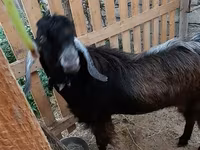 Billy Goat, Goats — photo 4