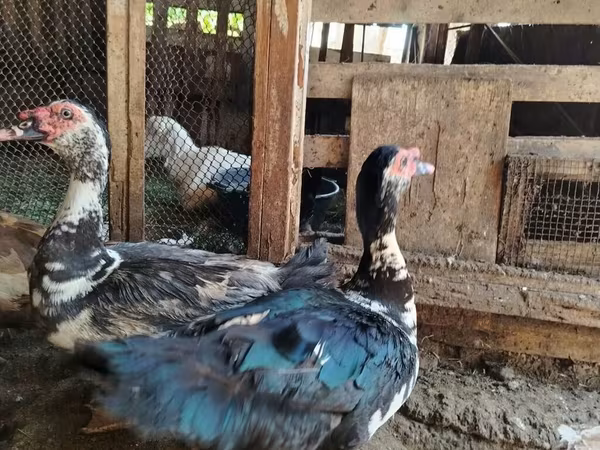 Ducks — Azerbaijan
