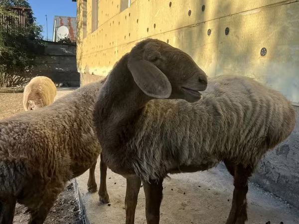 Qoyun, Arashan sheep