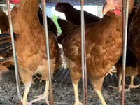Chickens — Foto 6