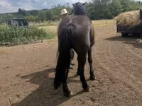Égua, Međimurje horse — foto 3