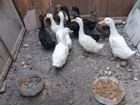 Ducks — photo 1