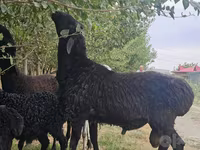 Qoç, Qoyunlar — foto 4