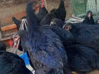 Chickens — foto 4