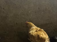Chickens — الصورة 5