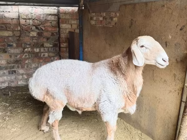 Beran, Arashan sheep