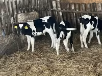 Byk, Russian Black pied cattle — zdjęcie 7