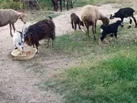 Sheep (batch, sex not specified), Sheep — photo 8