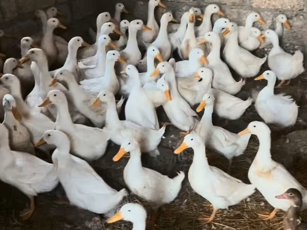 Alman Pekin