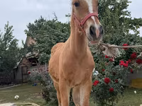 Cavalo, Cavalos — foto 7