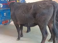 Kuh, Aberdeen-Angus — Foto 3