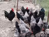 Australorp — foto 5