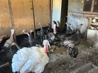 Turkeys — foto 2