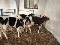 Bull, Holstein breed — photo 2