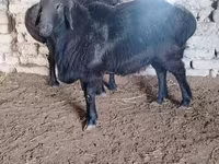 Widder, Edilbay sheep — Foto 4